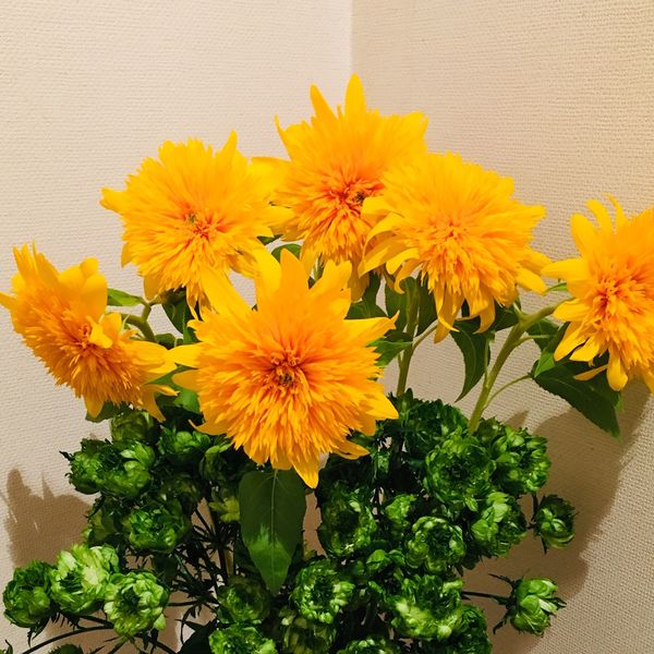 夏バテ老化対策